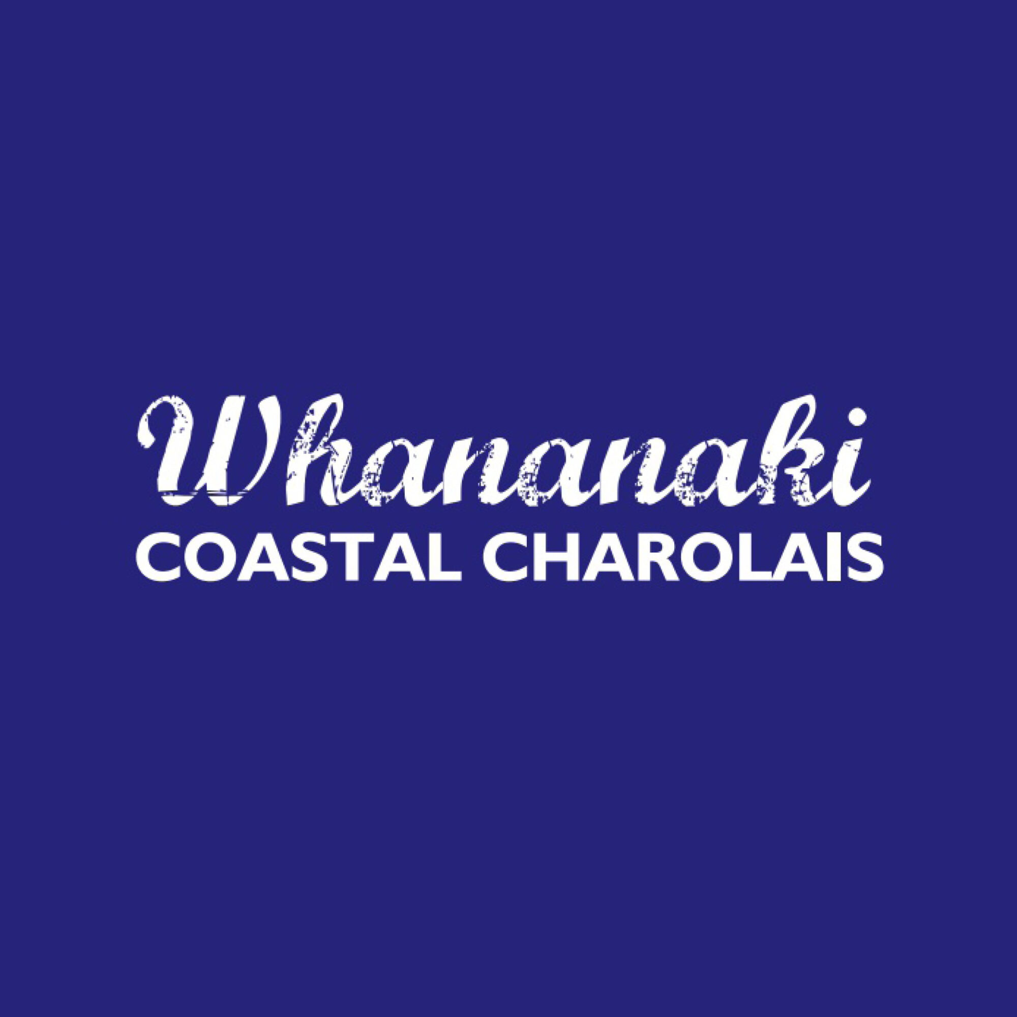 Whananaki Costal Charolais Female Sale • Pivot Design